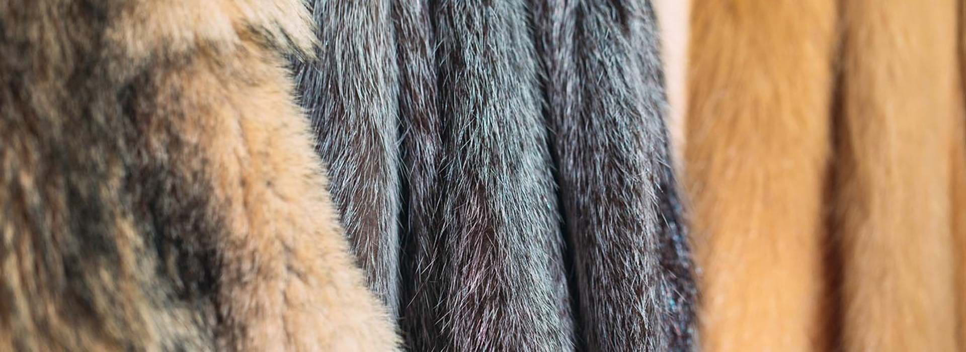 a.s.r. questions the hard world of soft fur