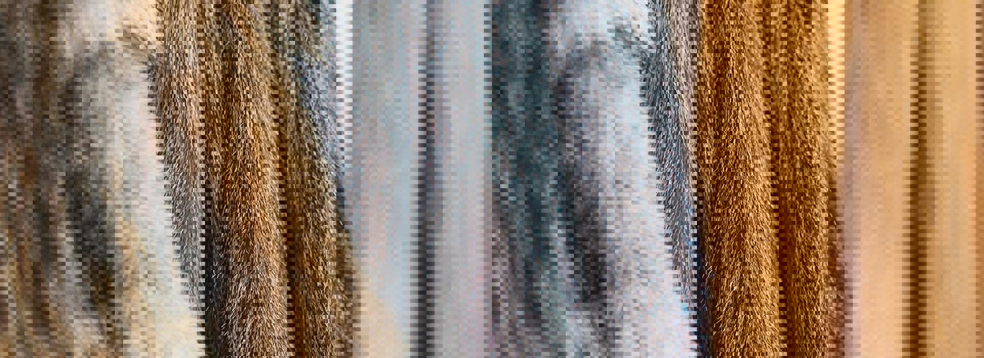 a.s.r. questions the hard world of soft fur