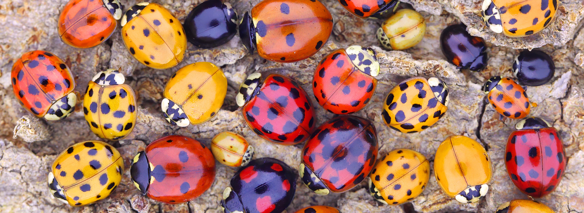 COP15: take action to halt and reverse nature loss