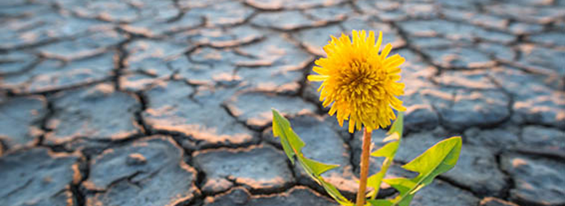 a.s.r. provides insight into biodiversity strategy